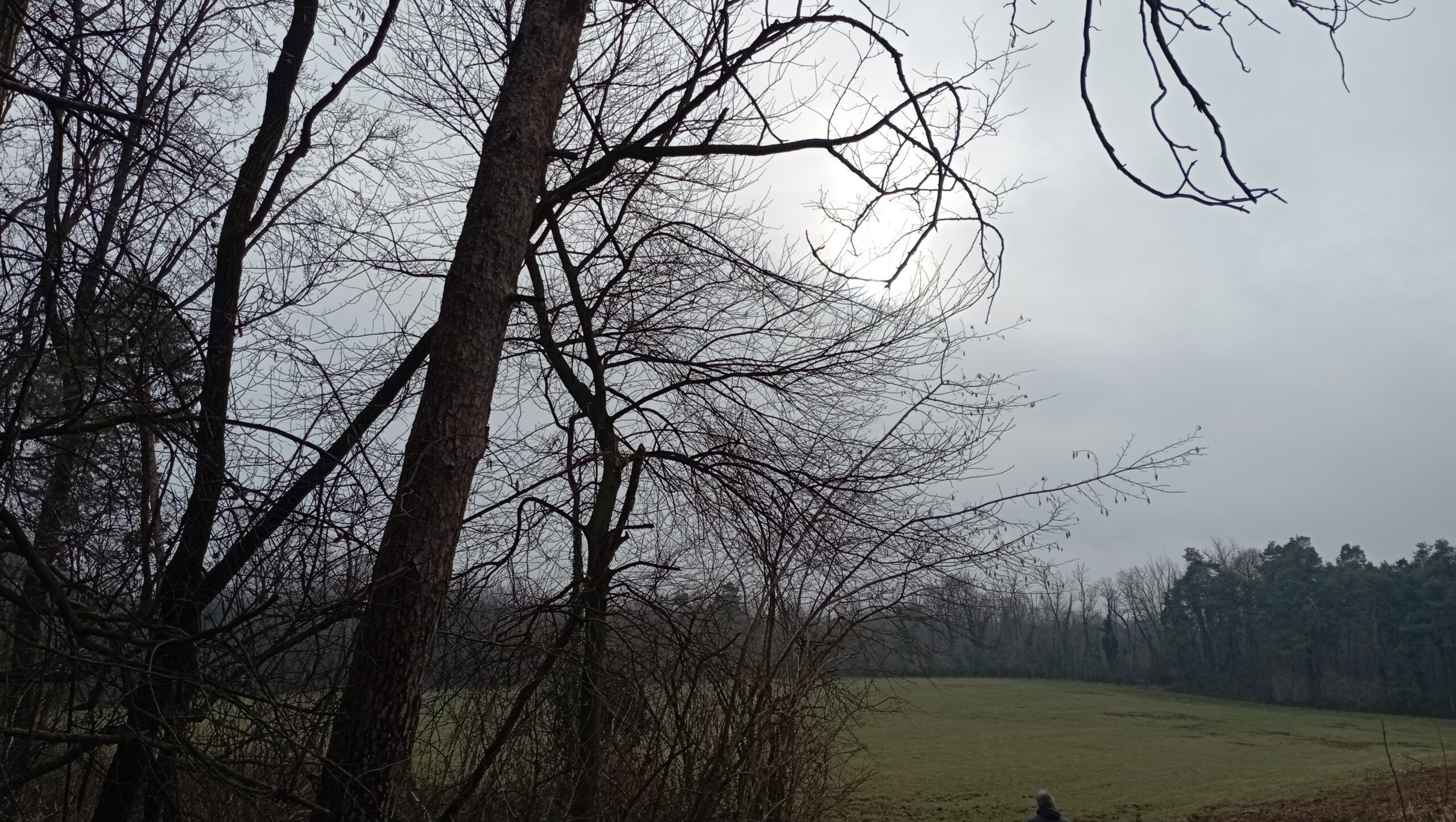 inverno nel Parco Pineta