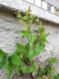 grespino comune