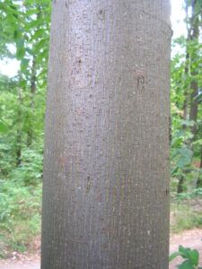 Tiglio