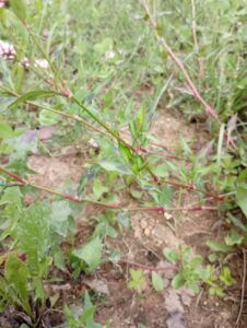 Poligono persicaria