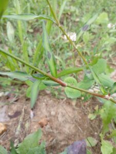 Poligono persicaria