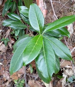 Lauroceraso