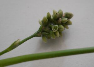 Poligono persicaria