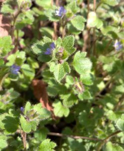 Veronica con foglie d'edera