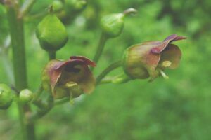 Scrofularia nodosa