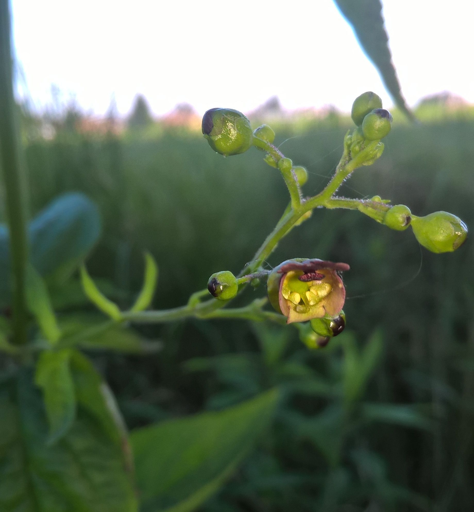 Scrofularia nodosa