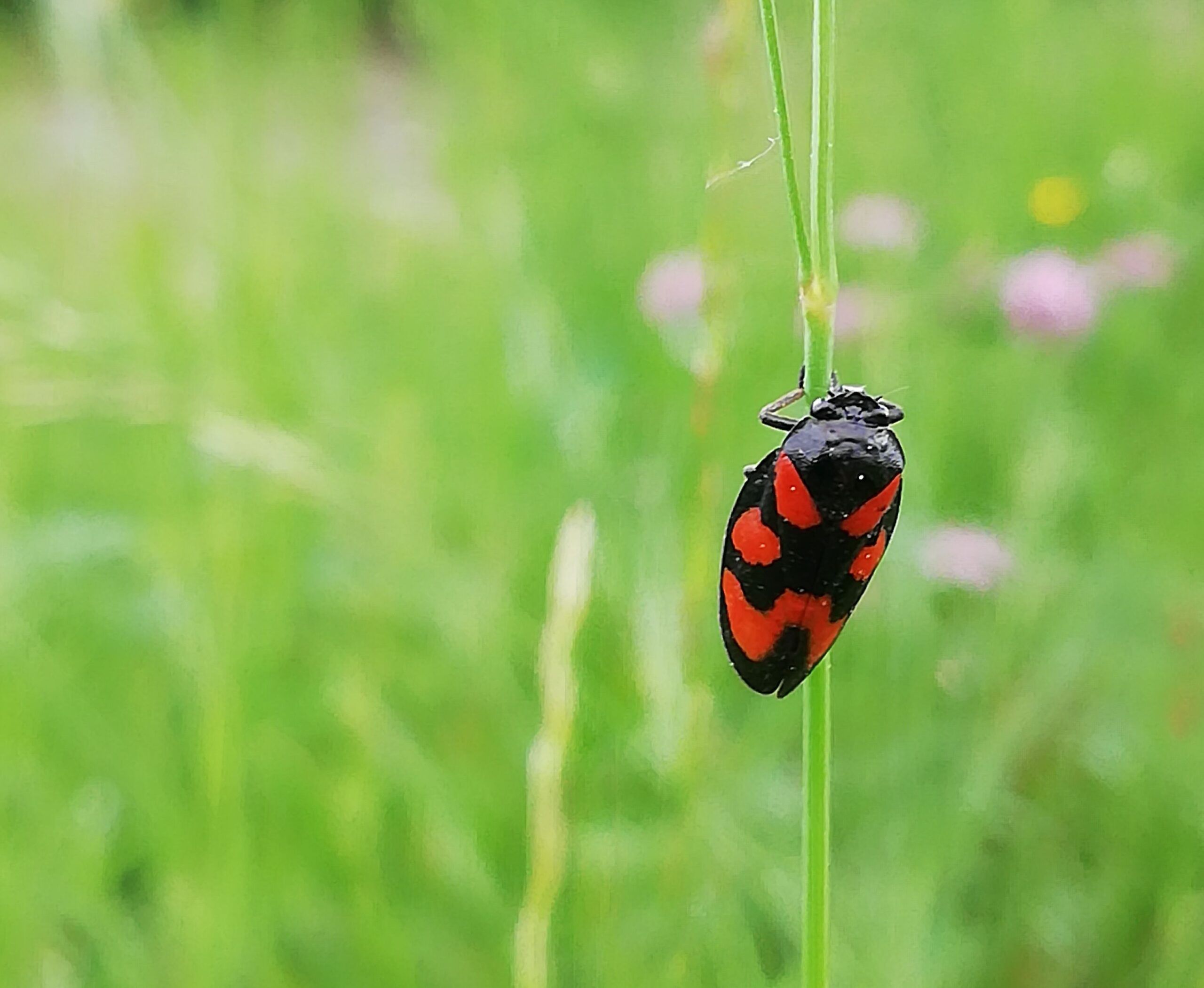Cicaletta rossonera