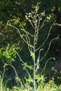 Lattuga selvatica