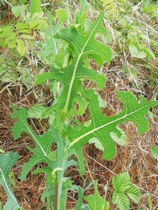 Lattuga selvatica