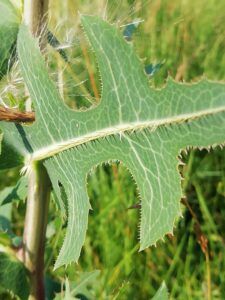 Lattuga selvatica