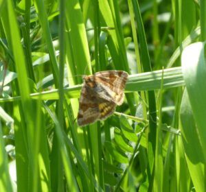 Euclidia portaglifo