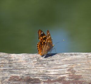Apatura ilia