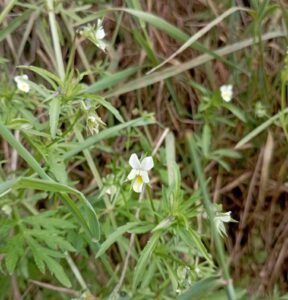 Viola dei campi