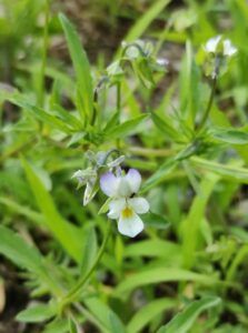 Viola dei campi
