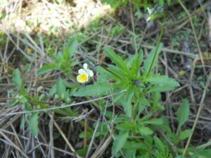 Viola dei campi