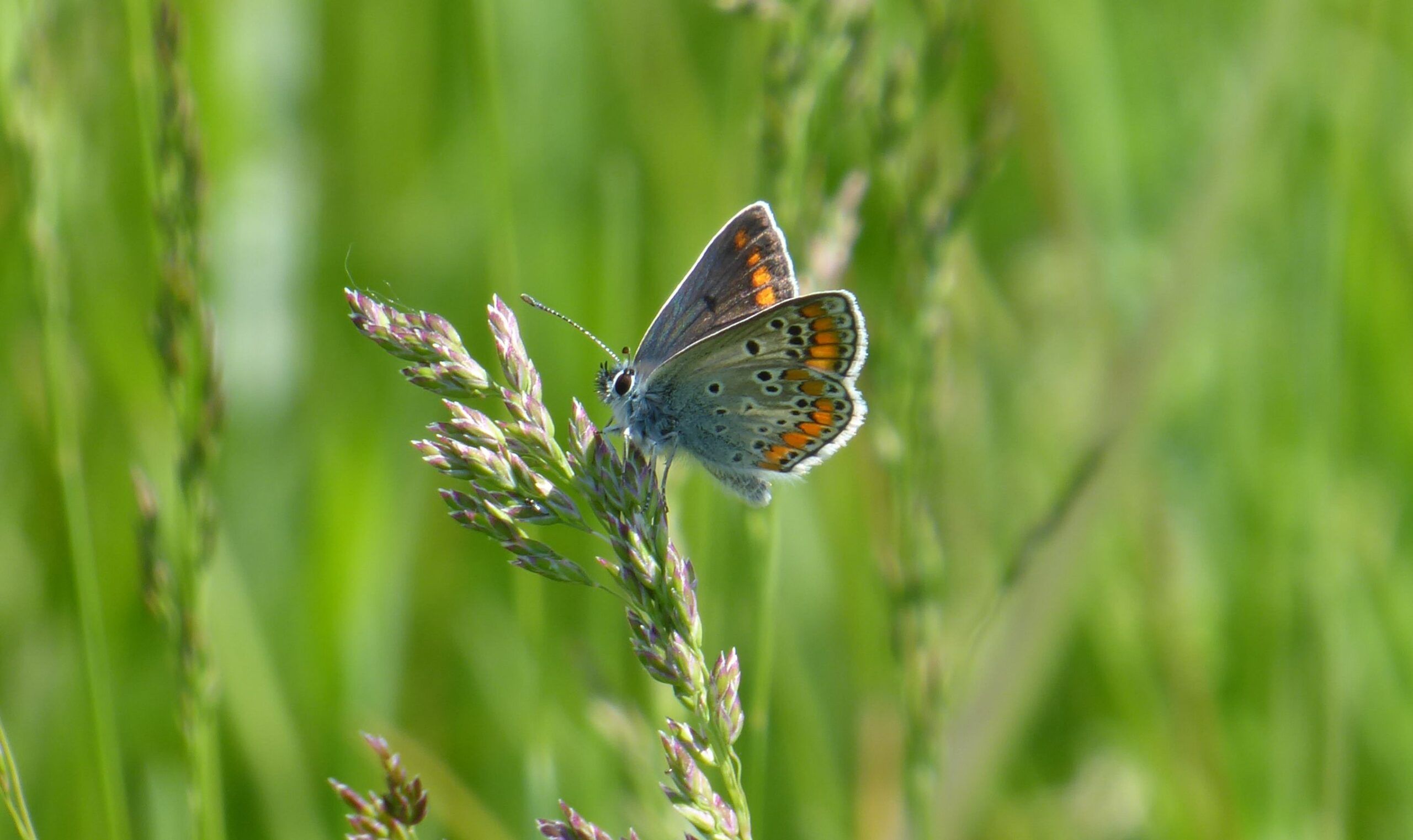 Aricia dei campi