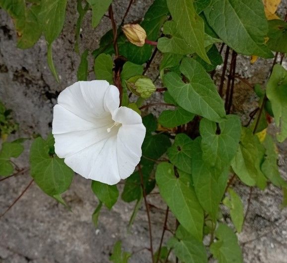 vilucchio bianco