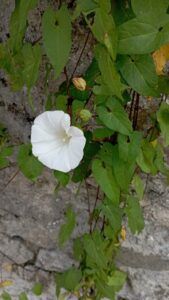 Vilucchio bianco