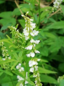 Meliloto bianco