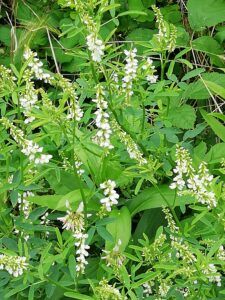 Meliloto bianco