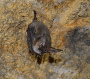 pipistrelli