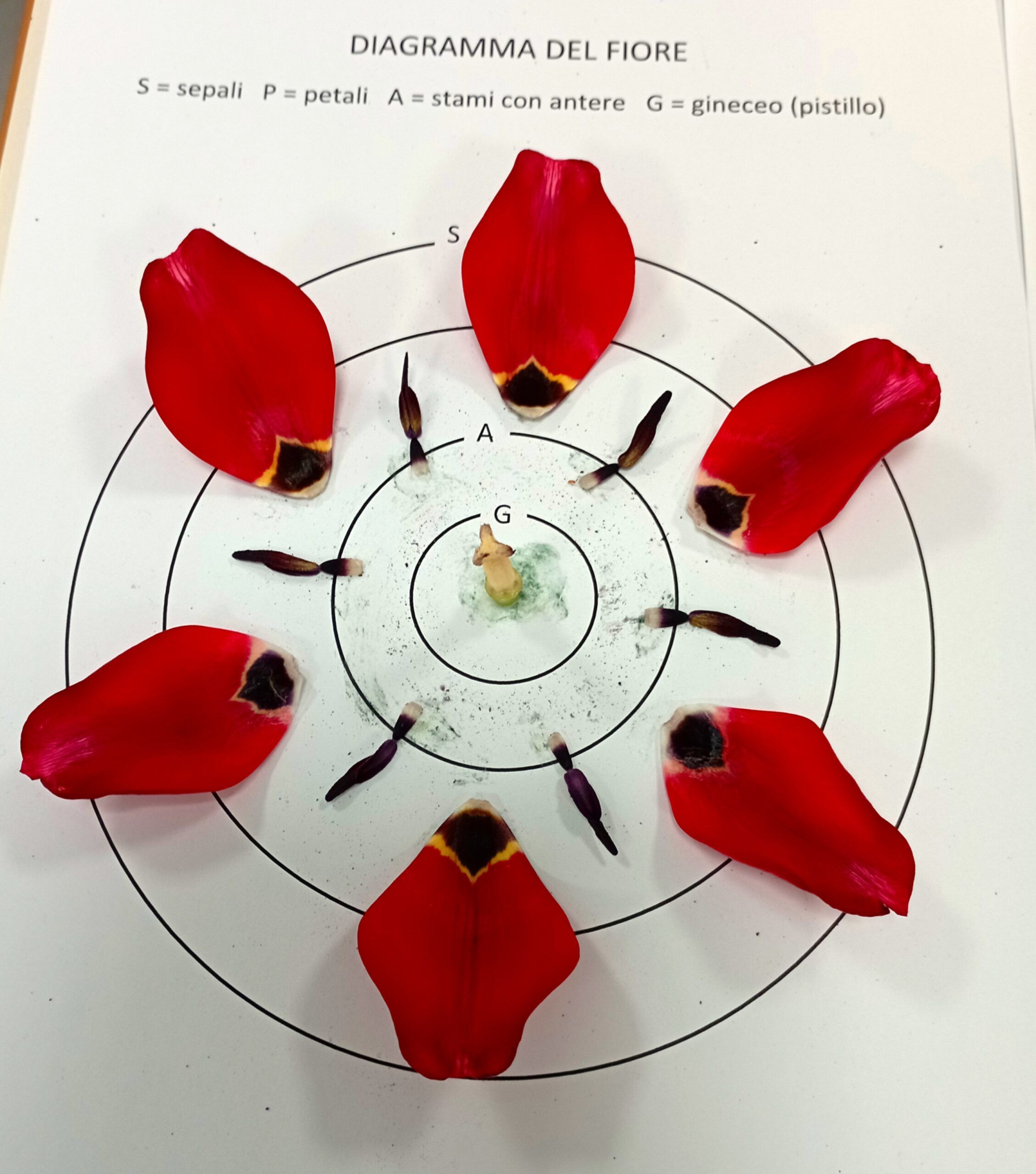 Smonta un fiore
